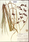 000020557-thumbnail.jpg