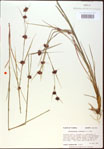 000020558-thumbnail.jpg
