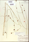 Rhynchospora