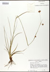 000020610-thumbnail.jpg