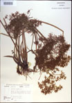 000020688-thumbnail.jpg