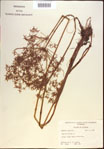 000020699-thumbnail.jpg