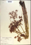 000020731-thumbnail.jpg