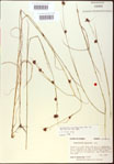000020736-thumbnail.jpg