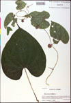 000020745-thumbnail.jpg