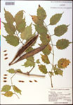 000020746-thumbnail.jpg