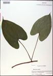 000020748-thumbnail.jpg
