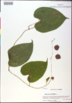 000020749-thumbnail.jpg