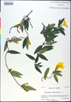 000020781-thumbnail.jpg