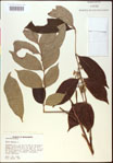 000020822-thumbnail.jpg