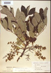 000020827-thumbnail.jpg