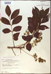 000020829-thumbnail.jpg