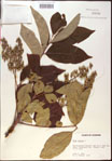 000020831-thumbnail.jpg