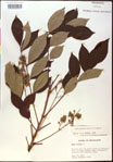 000020832-thumbnail.jpg