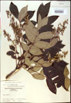 000020833-thumbnail.jpg