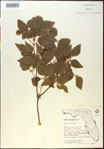 000020836-thumbnail.jpg