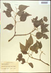 000020844-thumbnail.jpg