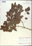 000020845-thumbnail.jpg