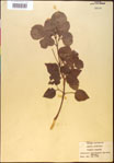 000020846-thumbnail.jpg