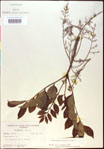 000020847-thumbnail.jpg