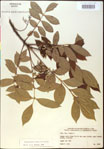 Toxicodendron