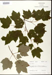 000020853-thumbnail.jpg