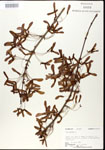 000020855-thumbnail.jpg