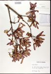 000020856-thumbnail.jpg