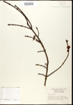 000020857-thumbnail.jpg