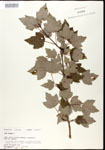 000020858-thumbnail.jpg