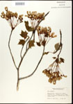 000020859-thumbnail.jpg