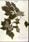 000020861-thumbnail.jpg
