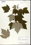 000020862-thumbnail.jpg