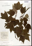 000020904-thumbnail.jpg