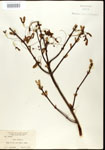 000020905-thumbnail.jpg