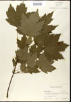 000020906-thumbnail.jpg