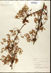 000020907-thumbnail.jpg