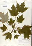 000020908-thumbnail.jpg