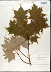 000020909-thumbnail.jpg