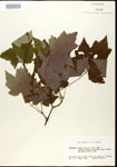 000020910-thumbnail.jpg