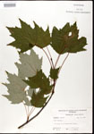 000020911-thumbnail.jpg