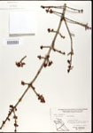 000020913-thumbnail.jpg