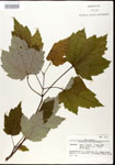 000020914-thumbnail.jpg