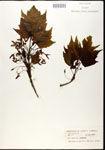 000020915-thumbnail.jpg