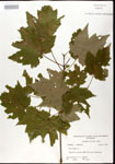 000020916-thumbnail.jpg