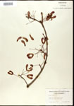 000020917-thumbnail.jpg