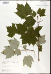 000020919-thumbnail.jpg