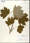 000020920-thumbnail.jpg