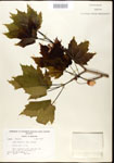 000020921-thumbnail.jpg