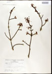 000020923-thumbnail.jpg